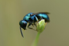 Hedychrum chalybaeum