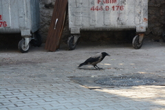Corvus cornix