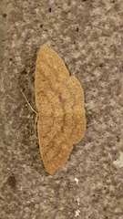 Cyclophora gigantula