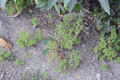 Angiospermae