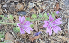 Malva