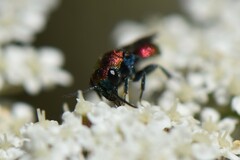 Hedychrum chalybaeum