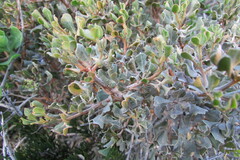 Atriplex lindleyi