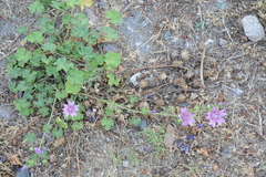 Malva