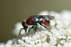 Hedychrum chalybaeum