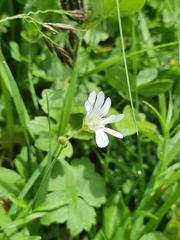 Cerastium strictum