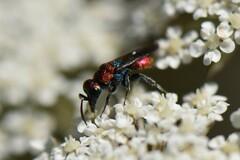 Hedychrum chalybaeum