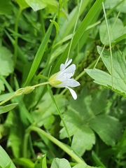 Cerastium strictum