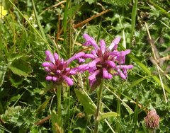 Betonica hirsuta