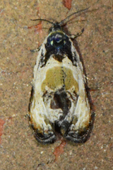 Olethreutes griseoalbana