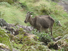 Nilgiritragus hylocrius