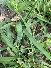 Cotinis nitida
