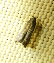 Perimede ricina