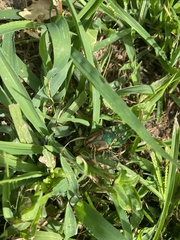 Cotinis nitida