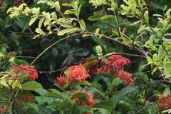Anthracothorax aurulentus