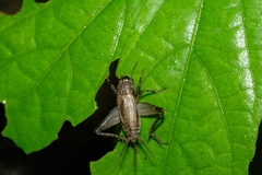 Loxoblemmus equestris