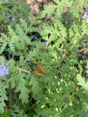 Cotinis nitida