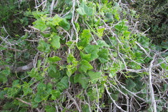 Kedrostis nana
