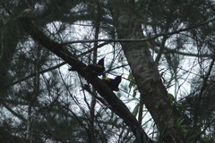 Icterus portoricensis