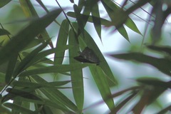 Archaeoprepona demophoon