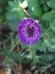 Centratherum punctatum