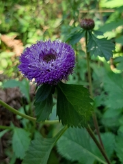 Centratherum punctatum