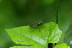 Piezosternum subulatum