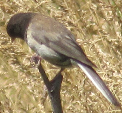 iNaturalist observation photo of Dark-eyed Junco