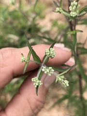 Eupatorium saltuense