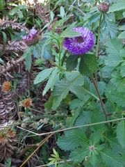 Centratherum punctatum