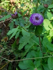 Centratherum punctatum