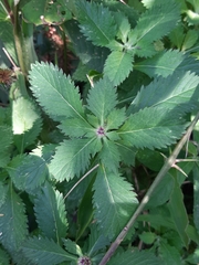 Centratherum punctatum