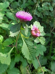 Centratherum punctatum