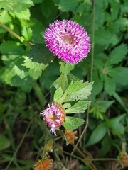 Centratherum punctatum