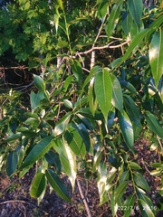 Salix × meyeriana
