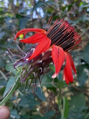 Mutisia coccinea