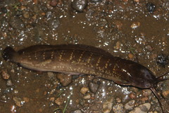 Forest Walking Catfish photo 1