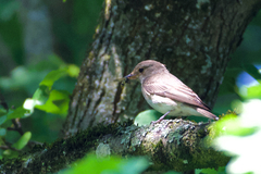 Muscicapa striata striata