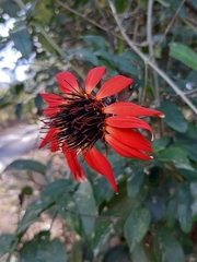 Mutisia coccinea