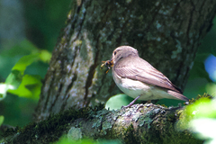 Muscicapa striata striata