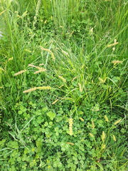 Carex leiorhyncha