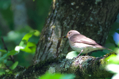Muscicapa striata striata