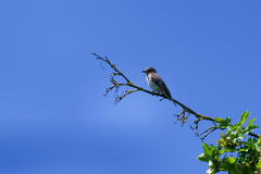 Muscicapa striata striata