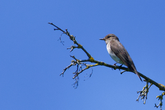 Muscicapa striata striata