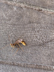 Megarhyssa macrurus icterosticta