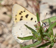 Tharsalea nivalis
