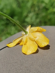 Ranunculus villarsii