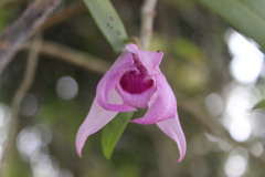 Dendrobium anosmum