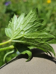 Ranunculus villarsii