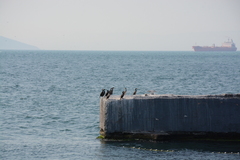 Phalacrocoracidae